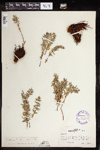 Media resource of Pellaea breweri