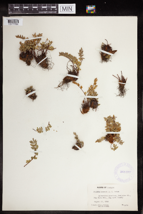 Pellaea breweri image