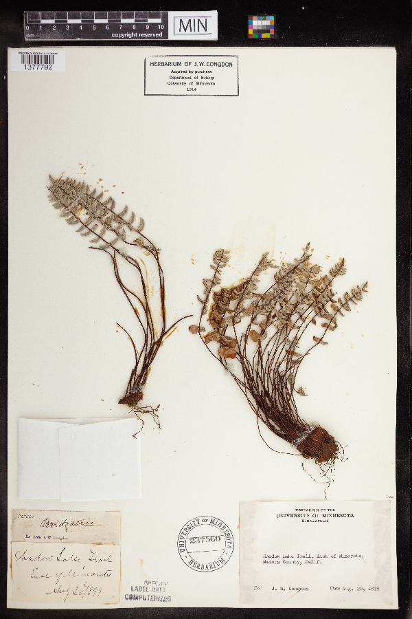 Pellaea bridgesii image