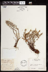 Media resource of Pellaea bridgesii