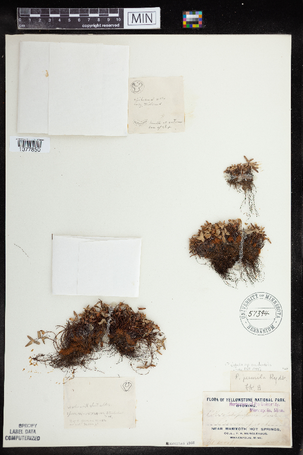 Pellaea glabella subsp. occidentalis image