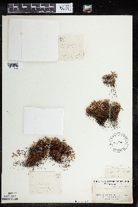 Pellaea glabella image