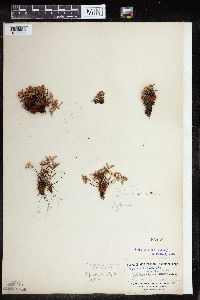 Pellaea glabella image