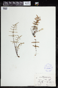 Pellaea glabella image