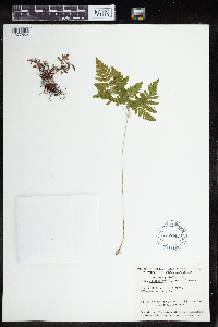 Pellaea glabella image