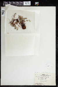 Pellaea glabella image