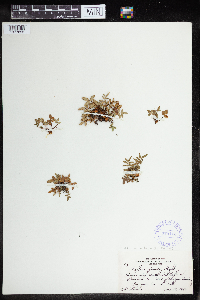 Pellaea glabella image