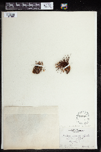 Pellaea glabella image