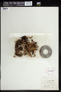 Pellaea glabella image