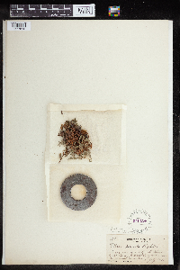 Pellaea glabella image