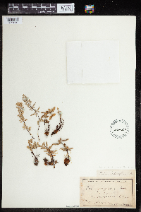 Pellaea glabella image