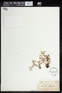 Pellaea glabella image