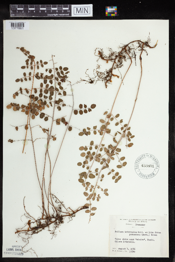 Pellaea intermedia image