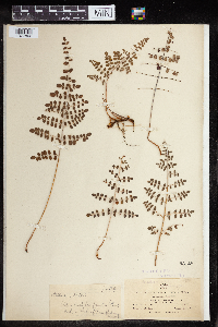 Pellaea intermedia image