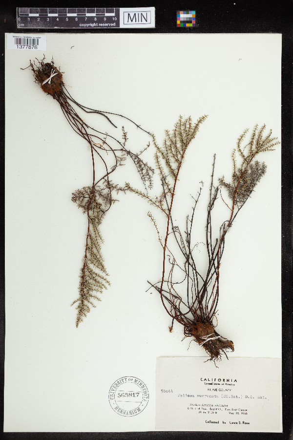 Pellaea mucronata image