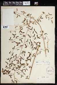 Media resource of Pellaea ovata