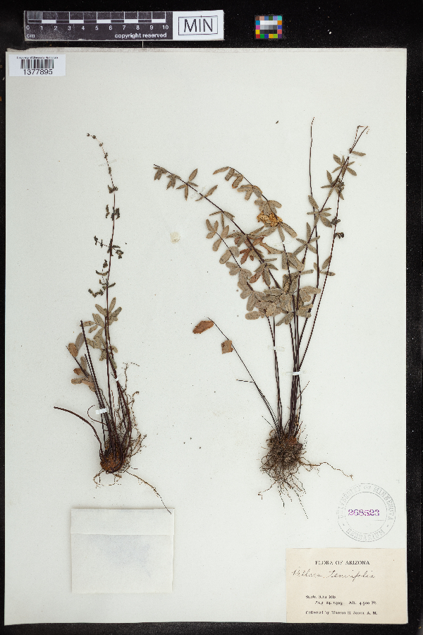 Pellaea ternifolia image