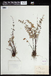 Media resource of Pellaea ternifolia