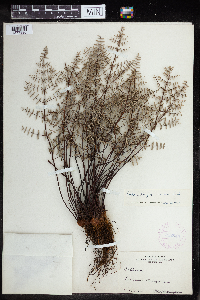 Media resource of Pellaea truncata