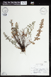 Image Associated With the Occurrence