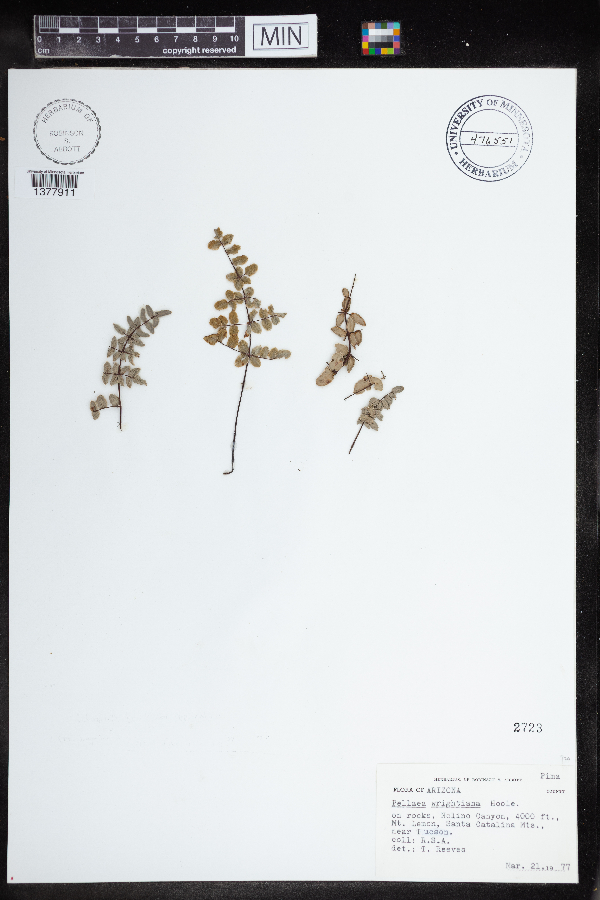 Pellaea wrightiana image