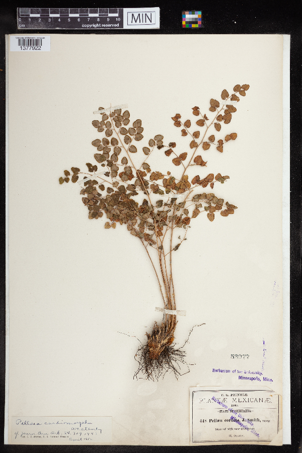 Pellaea cordifolia image