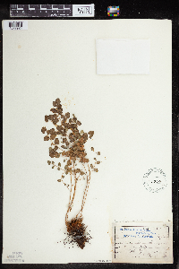Media resource of Pellaea cordata