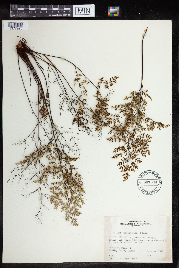 Hemionitis formosa image