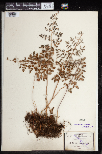 Pellaea intermedia image