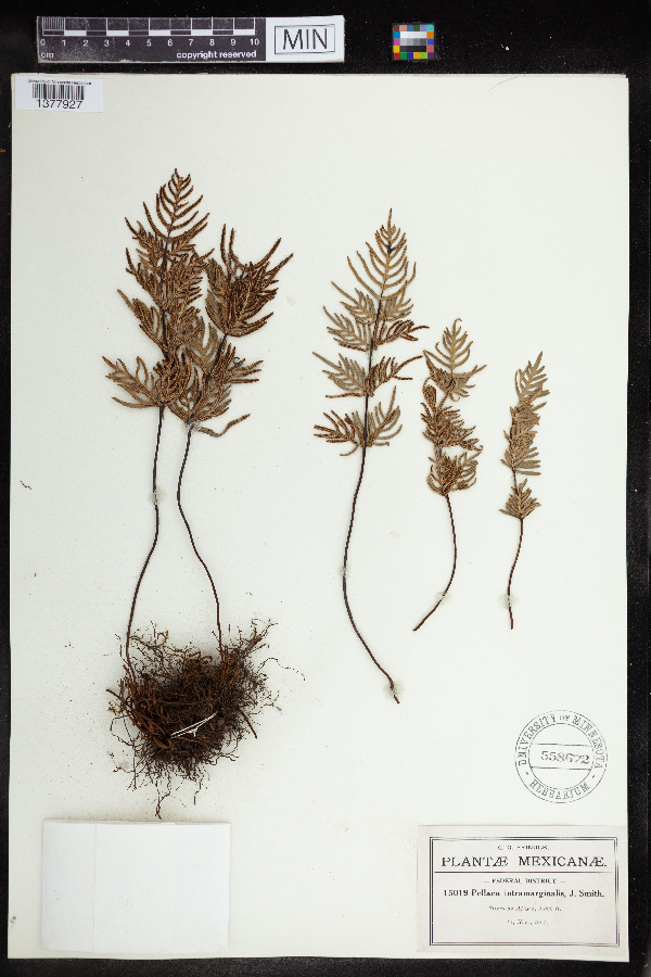 Hemionitis intramarginalis image