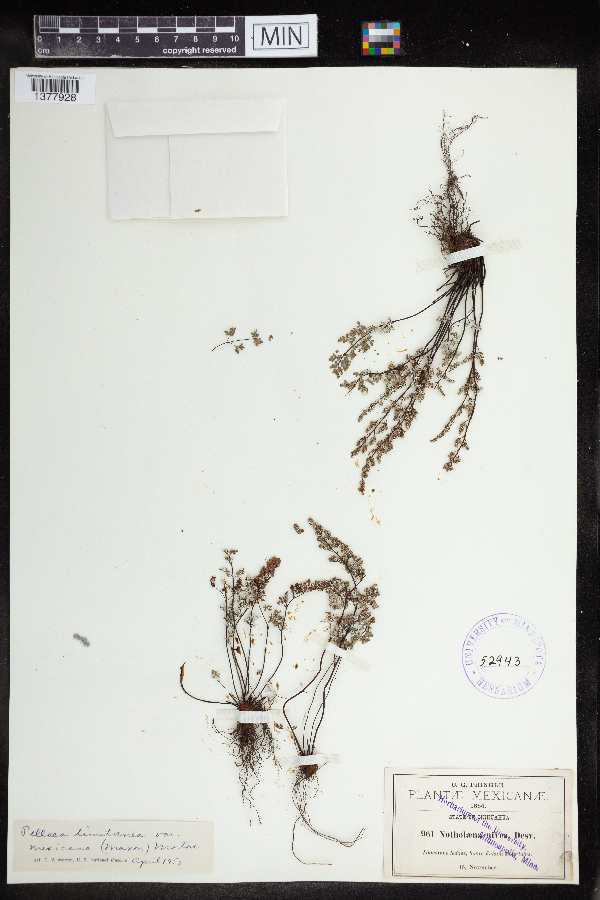 Argyrochosma limitanea subsp. limitanea image