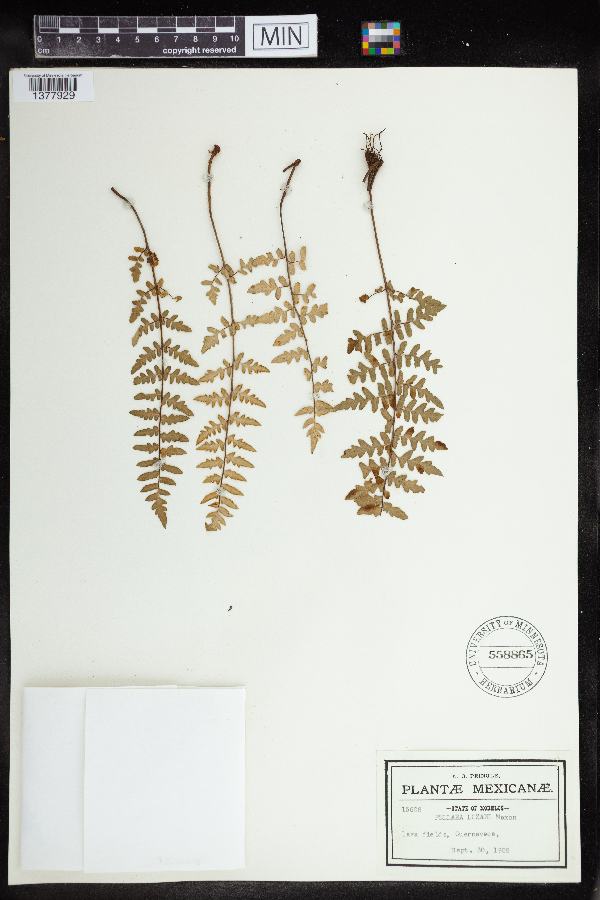 Pellaea lozani image