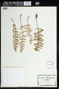 Media resource of Pellaea lozani