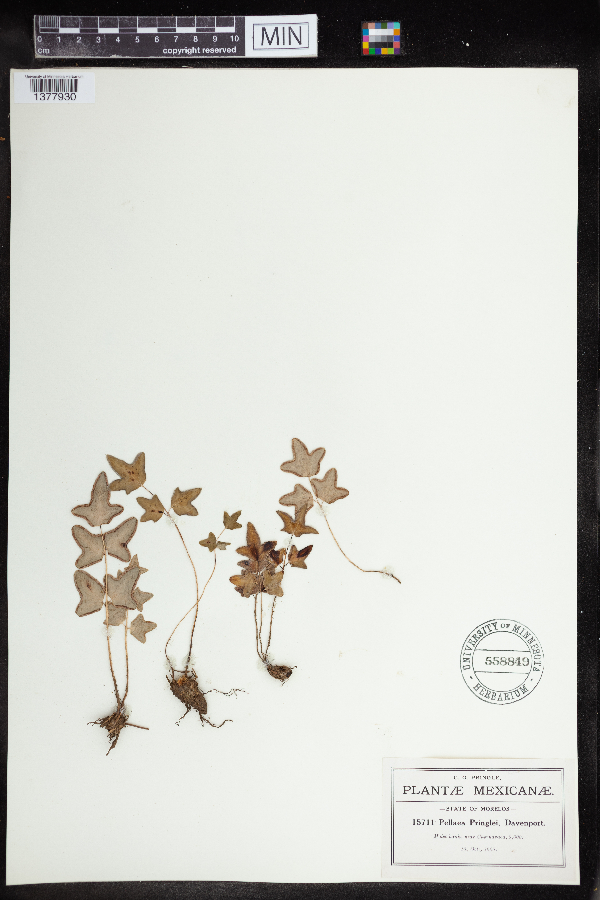 Hemionitis hysbaldii image