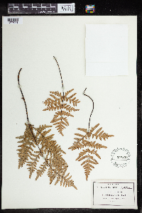 Pellaea glabella image