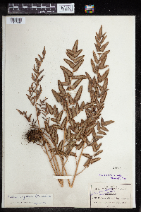 Media resource of Pellaea sagittata