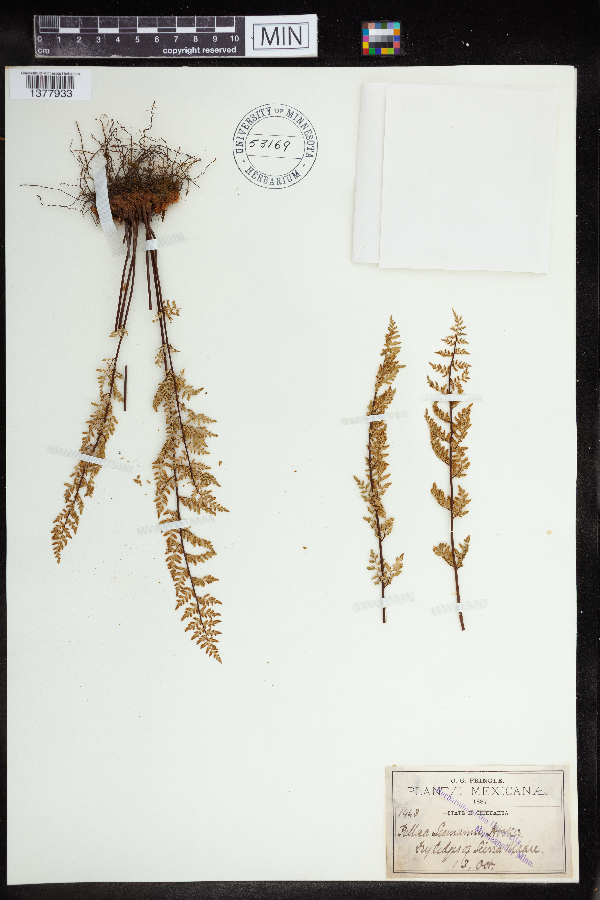 Pellaea seemannii image