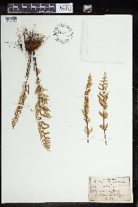 Media resource of Pellaea seemannii