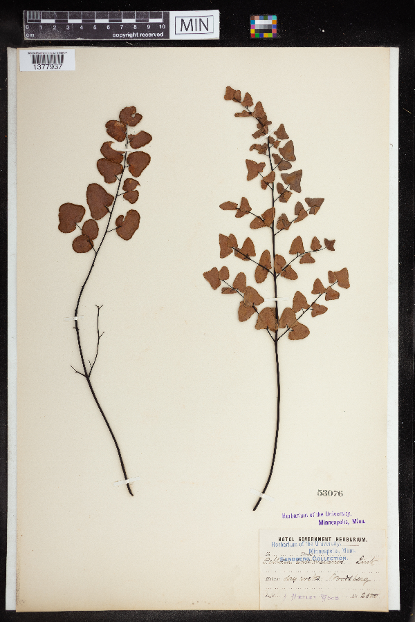 Hemionitis calomelanos image