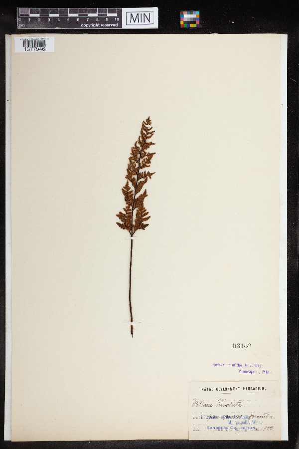 Cheilanthes involuta image