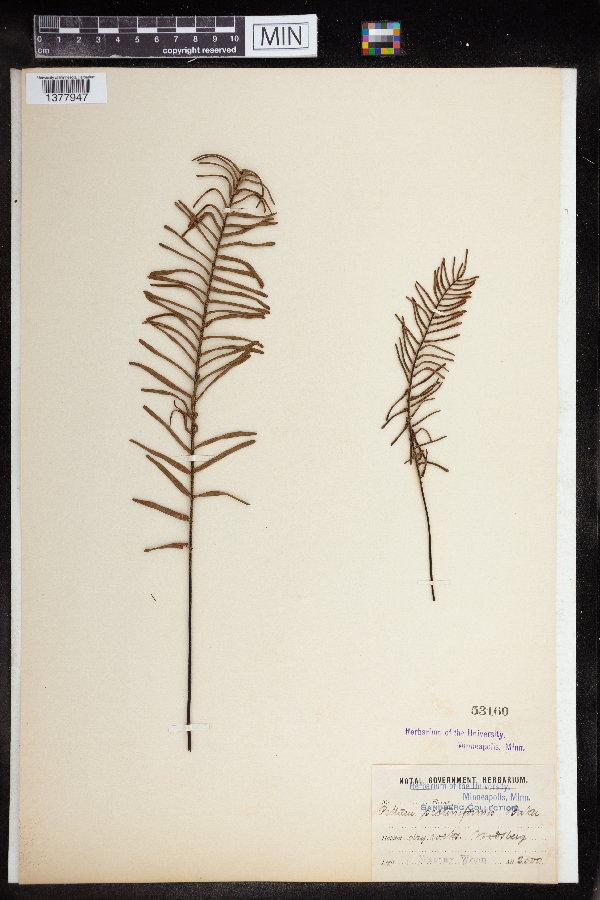 Hemionitis pectiniformis image