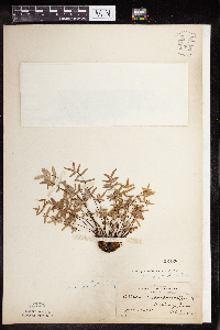 Pellaea glabella subsp. glabella image