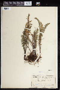 Media resource of Pellaea falcata