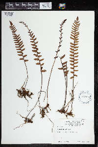 Pellaea falcata image