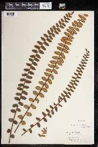 Pellaea falcata image