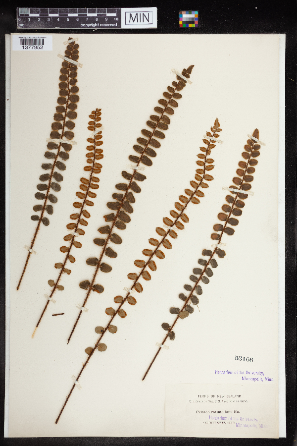 Hemionitis rotundifolia image