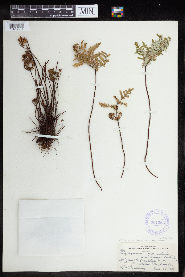 Pentagramma triangularis subsp. maxonii image