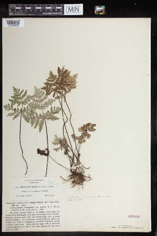 Pentagramma triangularis subsp. viscosa image