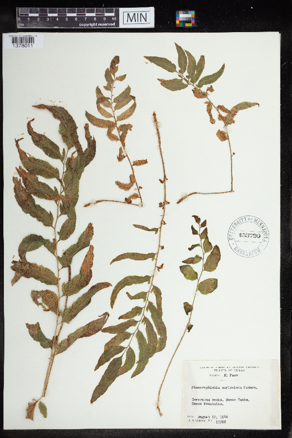 Phanerophlebia auriculata image