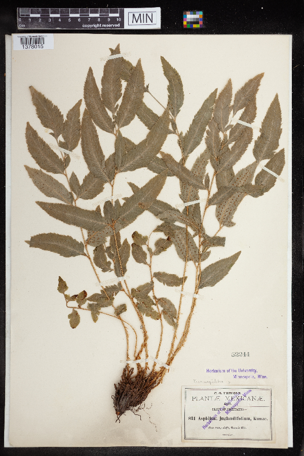 Phanerophlebia juglandifolia image